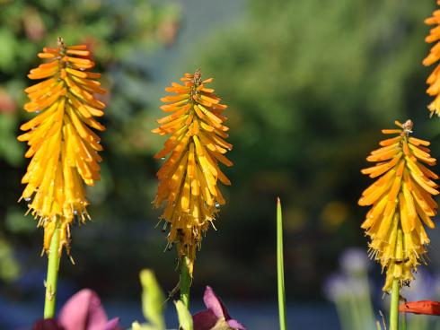 Bild garten.ch: Kniphofien in Orange