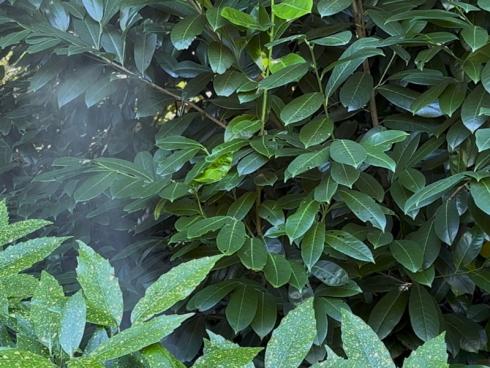 Bild garten.ch: Kirschlorbeer ist in der Zwischenzeit in der Schweiz verboten. Es gibt aber diverse ausgezeichnete Alternativen wie Liguster, Glanzmispel, Ölweide oder die portugisische Lobeerkirsche.