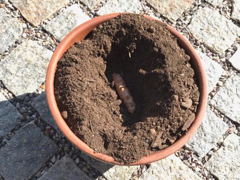 Bild garten.ch: Krukuma Rhizom zwei Finger breit eingraben. 