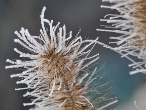 Bild garten.ch: Lampenputzergras