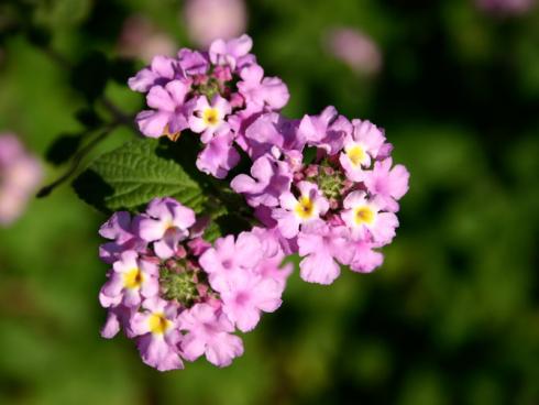 Bild garten.ch: Viele von uns als mediterrane Pflanzen bezeichnete Gewächse werden in unserem Breitengrad heimisch werden und die milderen Winter überleben. z.B. Hanfpalmen, Lantanen, Oleander, Oliven etc. 