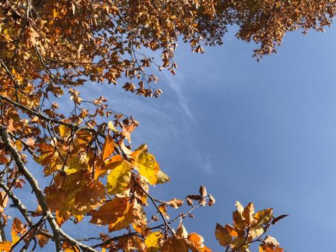 Bild garten.ch: Nach ersten starken Frösten, kommt das Laub von den Bäumen runter.