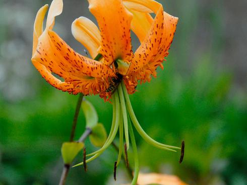 Foto fluwel.de: Die Lilium henryi ist vielen auch als Türkenbund-Lilie bekannt. Sie fasziniert mit interessant nach hinten gedrehten Blütenblättern in einem intensiven Orange.