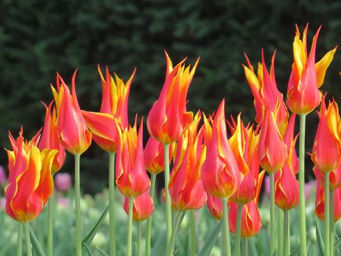 Bild garten.ch: Lilienblütige Tulpen, zweifarbige Blüte