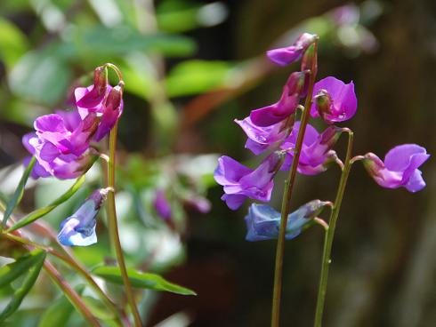 Farbwechsel: Die filigranen Blüten der Frühlings-Platterbse (Lathyrus vernus) gehen im Verblühen von Pink über Violett in fast reines Blau über. (Bildnachweis: GMH/Bettina Banse)