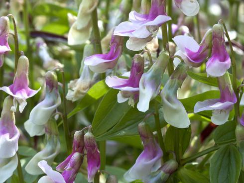 Frühlingsflirt: Neben der reinen Art Lathyrus vernus existieren auch einige Gartenzüchtungen der Frühlings-Platterbse. Zauberhaft verspielt präsentiert sich etwa die weiß-rosafarbenen Blüten der Sorte 'Alboroseus'. (Bildnachweis: GMH/Christiane Bach)