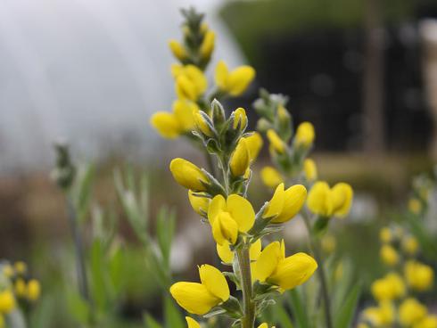 In einem klaren Gelb leuchten die Blüten der seltenen Berg-Fuchsbohne von Mai bis Juni. Diese Fuchsbohne (Thermopsis rhombifolia var. montana) wächst horstig und bildet keine Ausläufer, wie andere Formen der Gruppe und wird ca. 80 cm hoch. (Bildnachweis: GMH/Andre Stade)