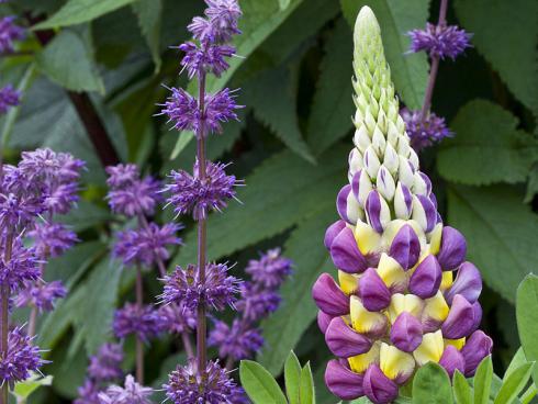 Kraftvoll: Ihre leuchtenden Farben und die klaren Strukturen machen die Vielblättrige Lupine (Lupinus polyphyllus) zu einer ausdrucksstarken Designerstaude. Im Quirlblütigen Salbei 'Purple Rain' (Salvia verticillata) findet sie einen kongenialen Partner. (Bildnachweis: GMH/Christiane Bach)