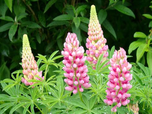 Als würden Tautropfen in einer Hand hin- und her gekullert perlen sie in den feingliederigen Blättern der Lupinen. Ca. 50 cm hoch wächst diese Zwerglupine (Lupinus Nanus Russel `Gallery Rosa´). (Bildnachweis: GMH/Andre Stade)