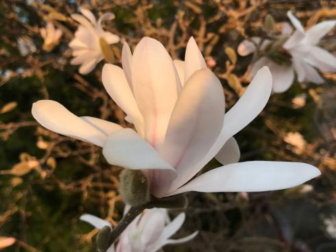 Bild garten.ch: Gehölze eignen sich ebenfalls, um dien Garten in verschiedene Räume aufzuteilen. Magnolien gehören zu den beliebteren Gartengehölzen. 