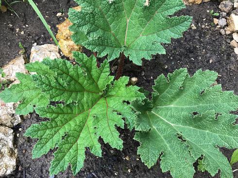 Bild garten.ch: Gunnera tinctoria, Mammutblatt