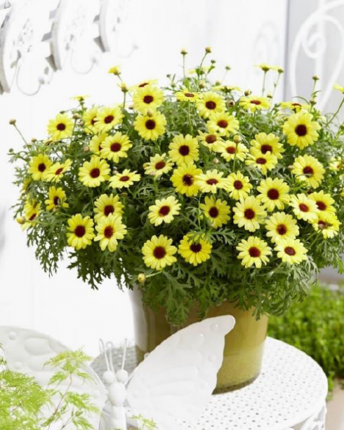 Bild: MaxiMum Bright Yellow - Gelbe Margerite / Argyranthemum frutescens