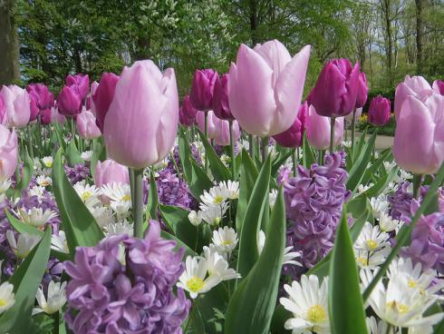 Bild garten.ch: Im Farbton abgestimmte Mischung von Blumenzwiebeln. Tulpen, Hyazinthen, Anemonen