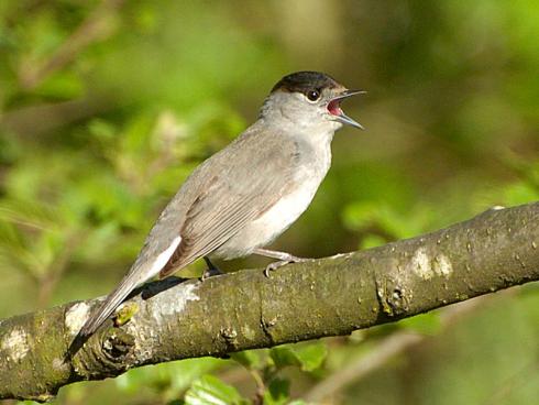 Bild: BirdLife Schweiz, Michael Gerber