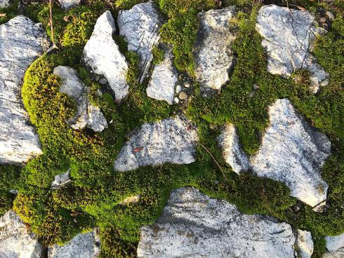 Bild garten.ch: Moos auf Bruchsteinmauer