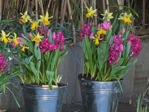 Im Herbst Blumenzwiebeln Pflanzen Auch In Töpfe Und Gefässe Garten Ch Pink Gelbes Doppel Im Topf Narzissen Neben