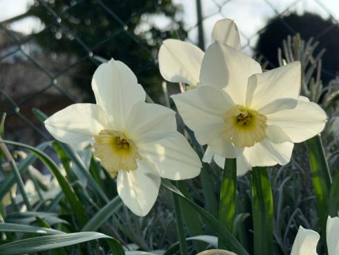 Bild garten.ch: Durch entsprechende Züchtung in Kombination mit wärmeren Wintermonaten blühen die Osterglochen schon weit vor den Ostern bereits zu Beginn des Februars.