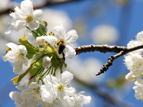 Bild BGL: Kirschblüten sind reichhaltige Nektar- und Pollenlieferanten und werden von Bienen, Hummeln und Co. bis in den Mai gerne angeflogen.