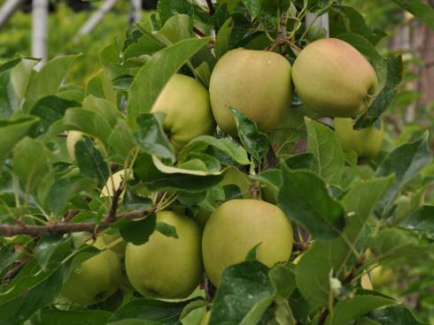 Bild garten.ch: Obst kann auf vielerlei Arten verwertet werden. Getrocknete Apfelringe gehören zu den einfachsten Varianten. 