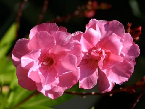 Bild garten.ch: Oleander in voller Blüte