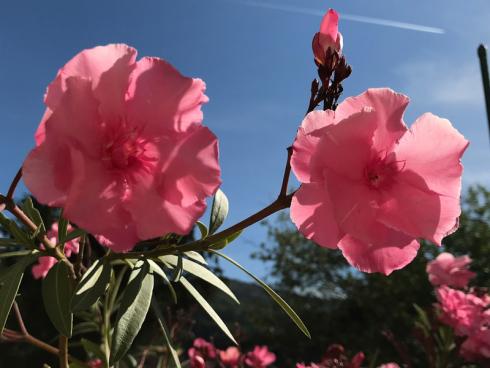 Bild garten.ch: Der Oleander schützt sich gegen die starke Verdunstung mit einer Wachsschicht auf den Blättern. 