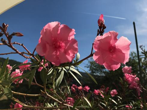 Bild garten.ch: Oleander in voller Sonne ziehen viel Wasser. Mit einer Beschattung lässt sich der Wasserkonsum reduzieren.