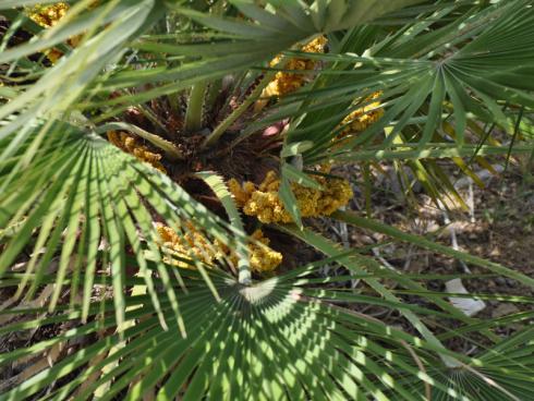 Bild garten.ch: Je nach Klimazone, lässt sich heute auch eine Hanfpalme nach draussen pflanzen.