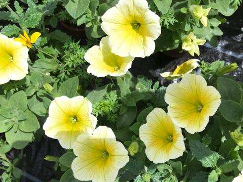 Bild garten.ch: Kleinblütige Petunien eignen sich auch für die Auspflanzung in Beete.