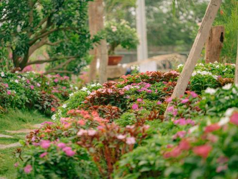 Foto Pexels Bảo Minh: Garten