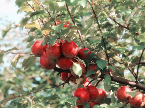 Bild pexels.com: Sommerschnitt bei Obst fördert den Fruchtansatz und das Wachstum der Früchte.