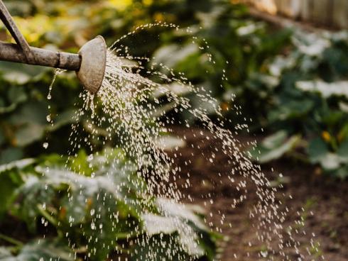 Giesskannen schleppen muss nicht sein. Smarte Bewässerungssysteme liefern dort Wasser wo es benötigt wird. Foto von Karolina Grabowska von Pexels: