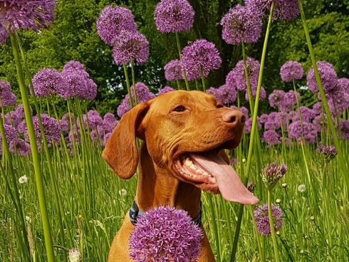 Photo by Liesbeth Koopmans from Pexels: Hunde sind lernfähig und man kann ihnen beibringen, wo sie sich im Garten aufhalten dürfen.