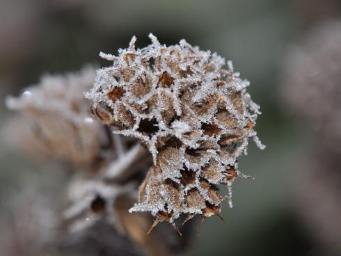 Bild garten.ch: Phlomis samia Samenstand