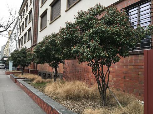 Bild: Photinia fraserii Red Robin