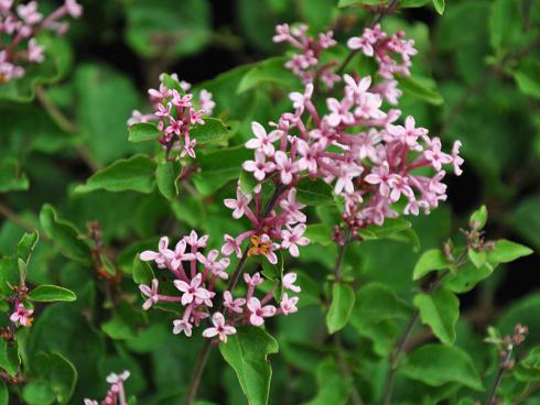 Bild: Zwerg-Duftflieder 'Pink Perfume'(S) Syringa 'Pink Perfume'(S)