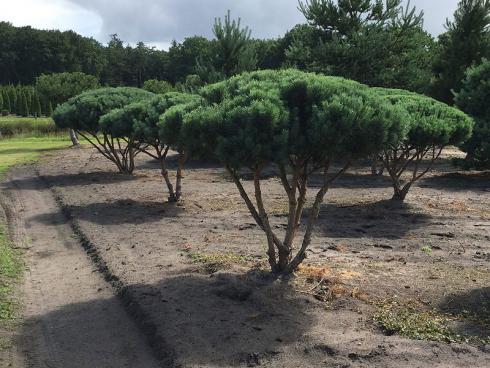 Bild: Pinus silvestris watereri