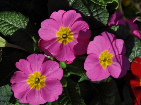 Bild garten.ch: Primeln sind nicht nur in Wohnräumen dekorativ. Auch in saisonalen Gartenbeeten leuchten im Frühling die Farben im Freien.