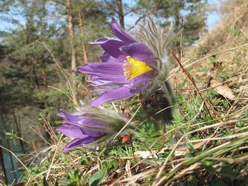 Bild Andreas Baumann: Pulsatilla