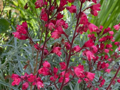 Bild garten.ch: Auch im Herbst ein Blickfang, das Purpurglöckchen