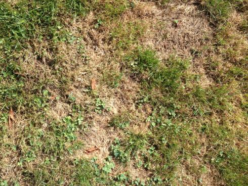 Bild garten.ch: Der klassische englische Rasen braucht intensivere Pflege. Viele Flächen werden wohl durch extensiv Rasen und Kräuterrasen abgelöst. 