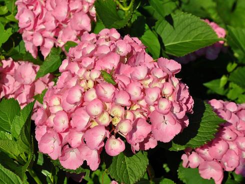 Bild garten.ch: klassische Bauernhortensie