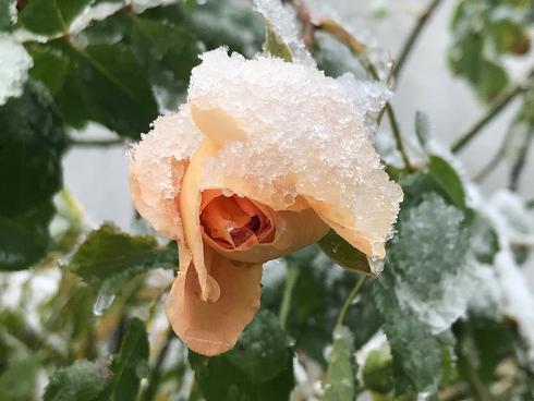 Bild garten.ch: Wenn Schnee und Frost Einzug hält, ist es Zeit die Aussenhähnen zu entleeren, sofern sie nicht frostsicher sind.