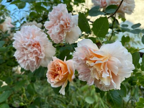 Bild garten.ch: Rosen gehören zu den arbeitsintensiveren Pflanzen im Garten. Winterschnitt, Pflegeschnitt, Spritzmittel ausbringen und Unterhalt von Rambler und Kletterrosen mit der Leiter. Gut funktionierende Rebscheren und eine passende Kleidung erleichtern das Arbeiten.