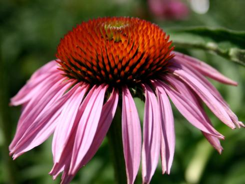 Bild garten.ch: Roter Sonnenhut