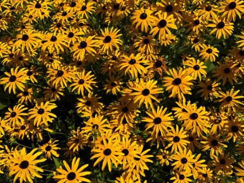 Bild garten.ch: Rudbeckien brillieren mit ihrer Farbpracht.
