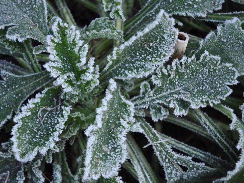 Bild garten.ch: Überwintert oft grün, Scabiose