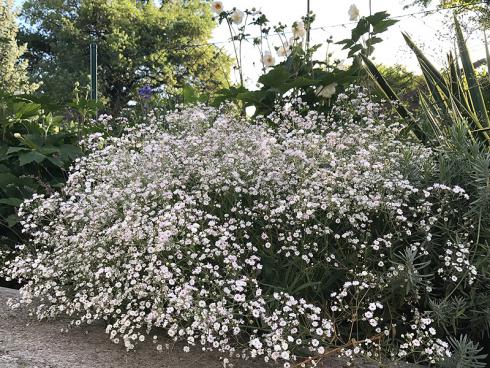 Bild garten.ch: Schleierkraut zweite Blüte nach Rückschnitt