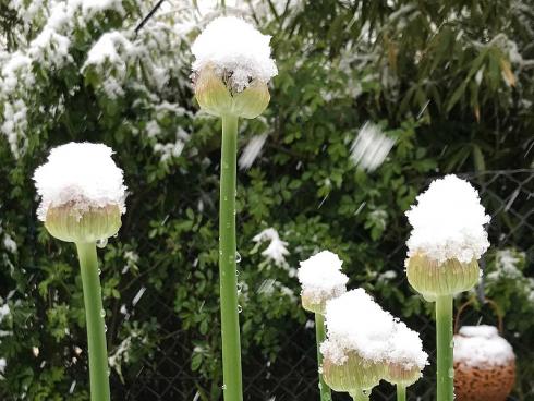 Bild garten.ch: Ein Blick aus dem Wintergarten in den Garten im frühen Frühling bei Schnee. 