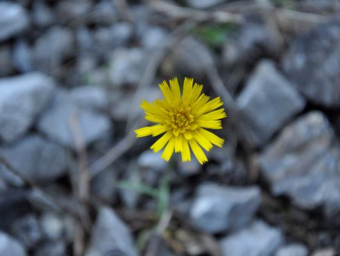 Bild garten.ch: Die Natur schlägt zurück, unermüdlich und besiedelt die kahlen Flächen wieder.