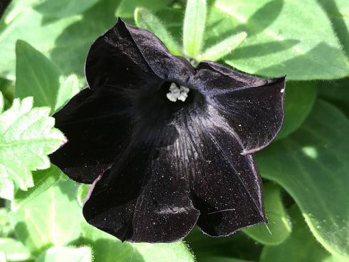 Bild garten.ch: Schwarze Petunien, schwarz ist eher eine seltene Farbei bei den Blütenpflanzen.